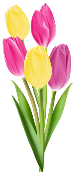 gambar bunga tulip tulips png image gallery yopriceville high quality #35700