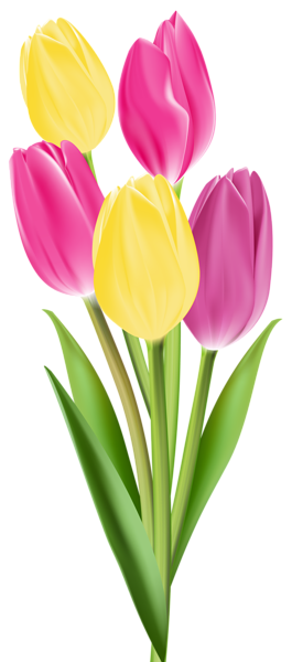 Gambar Bunga  Tulip  PNG  Free Download Free Transparent 