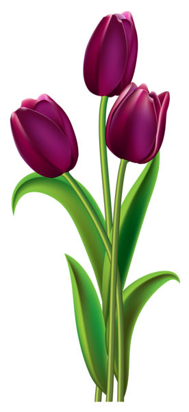 Gambar Bunga Tulip PNG, Free Download - Free Transparent ...