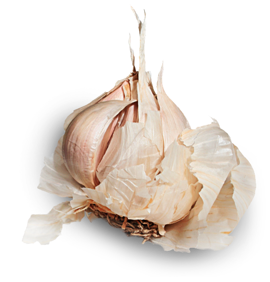 garlic, allivictus canada #25524