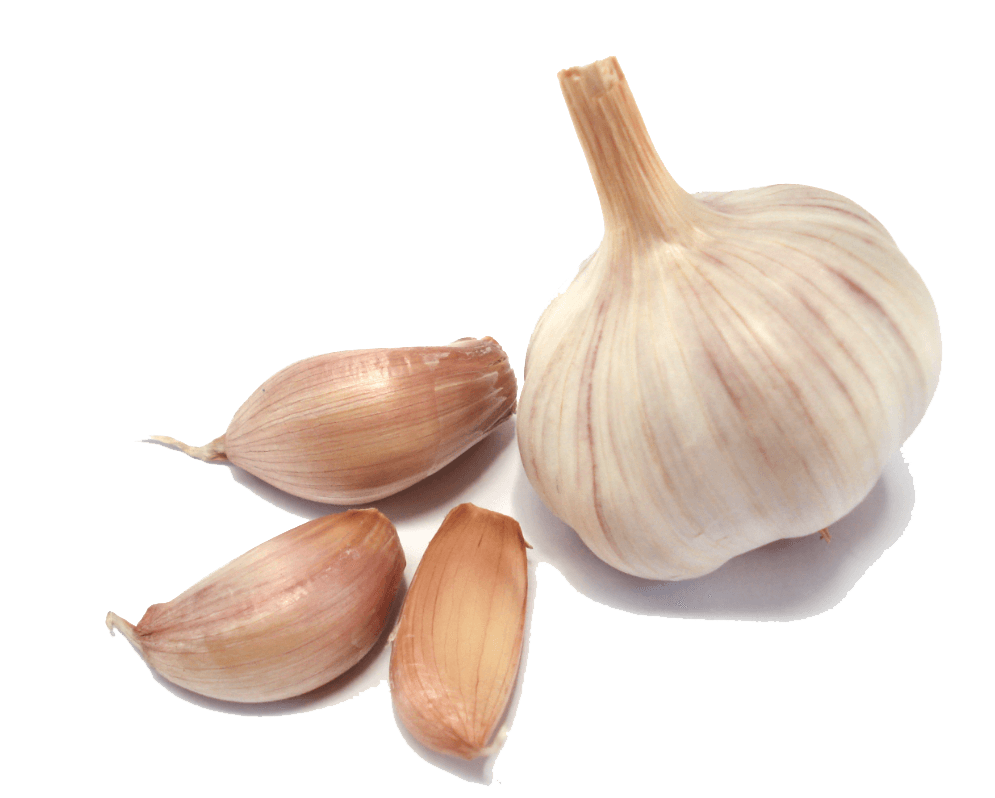 garlic group transparent png stickpng #25516