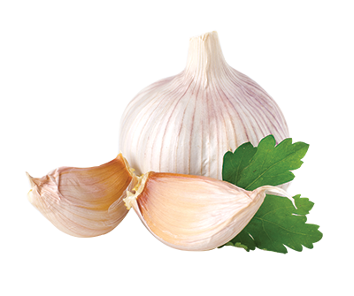 garlic high quality png web icons png #25573