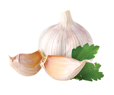 Garlic