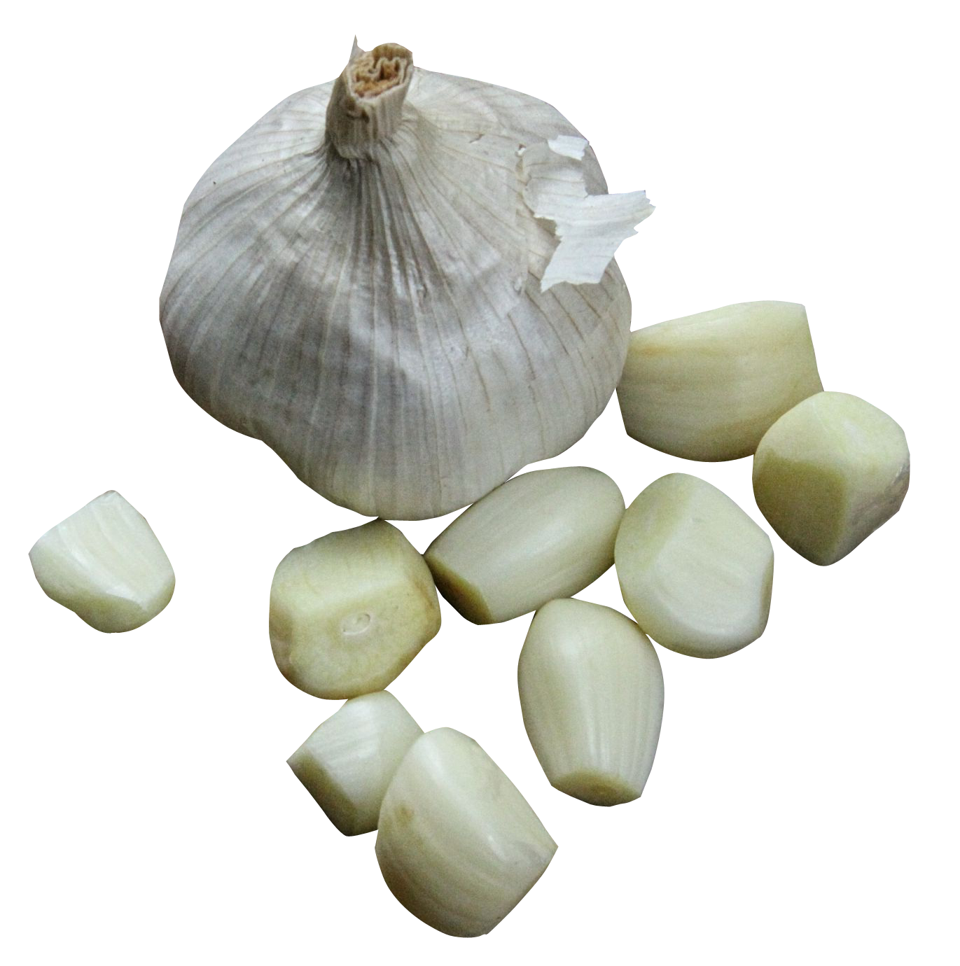 Garlic