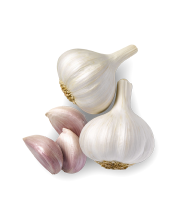 garlic, royal vkb #25487