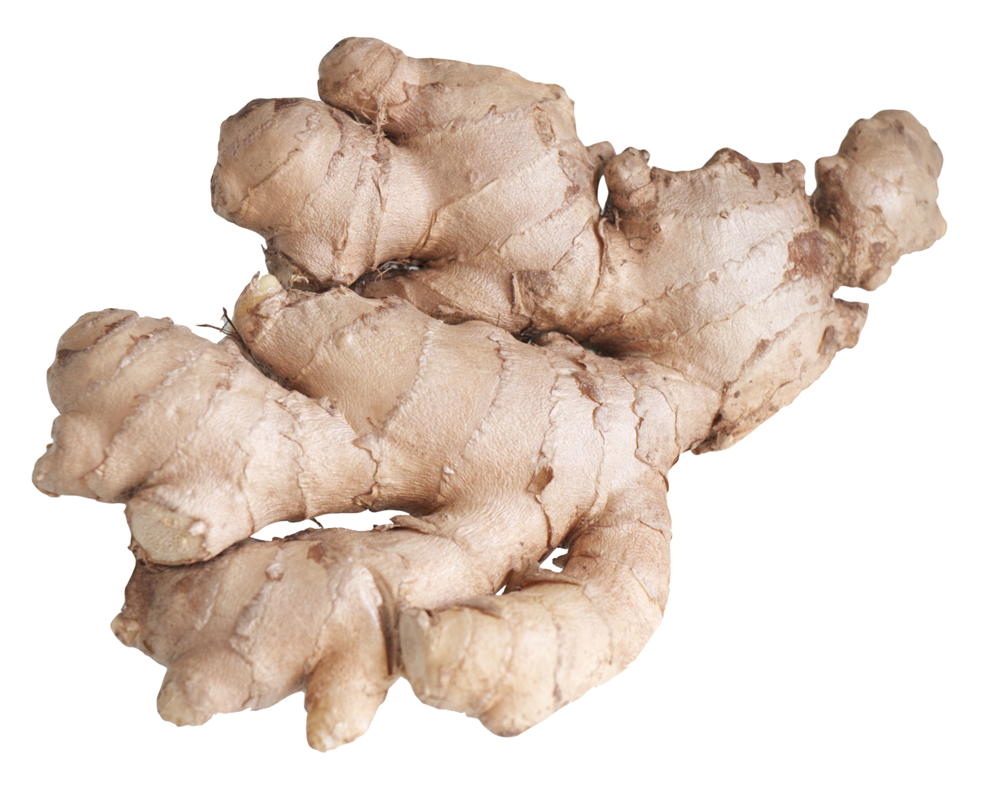 ginger png image collection for download #27475