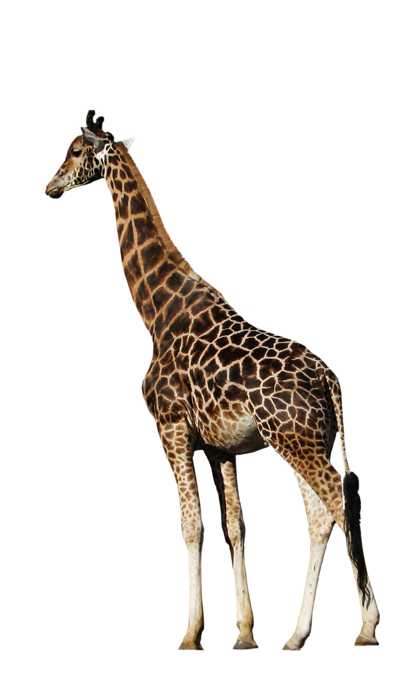 cut out png peaceful giraffe momotte #24964