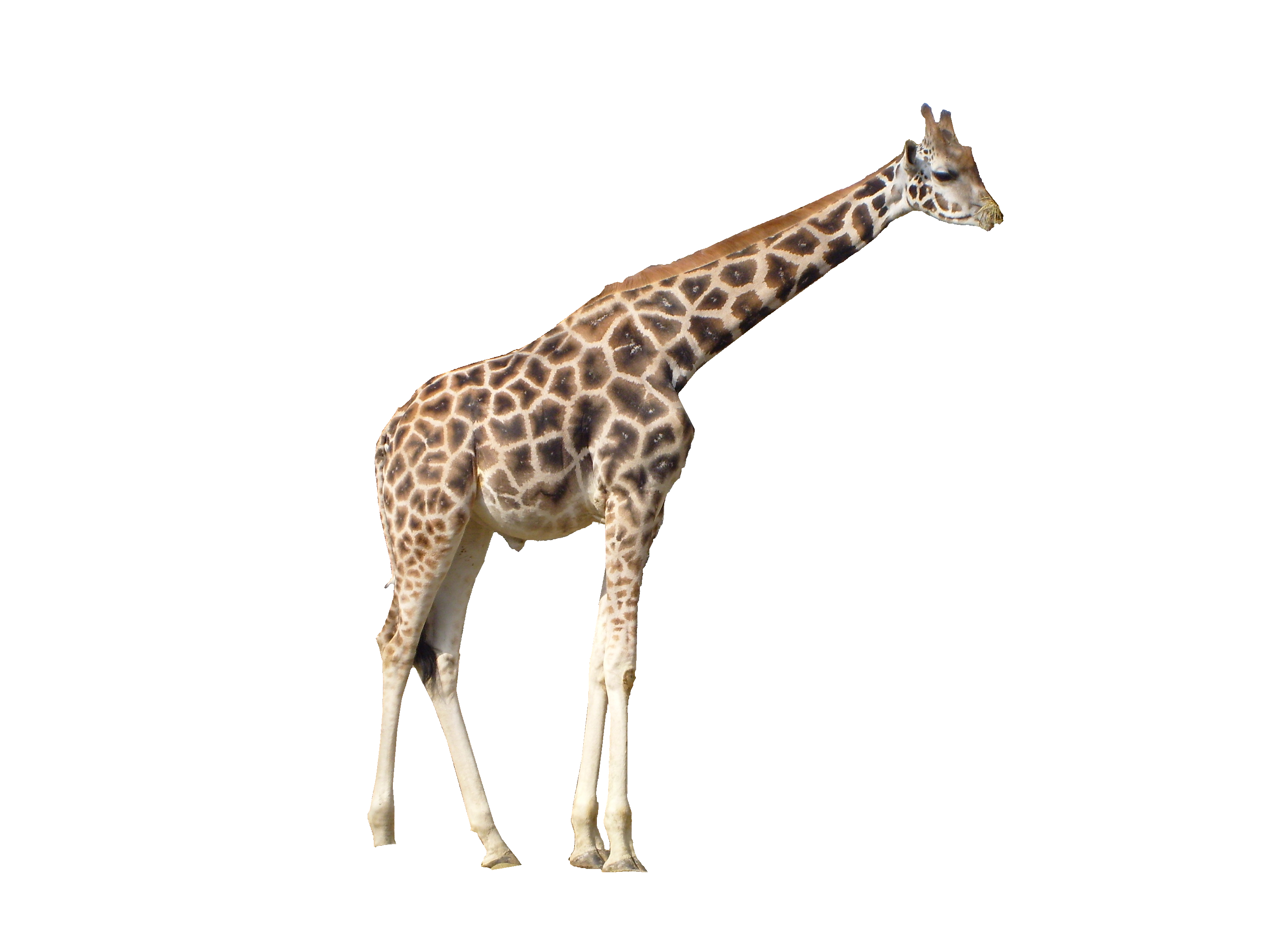 giraffe 24993