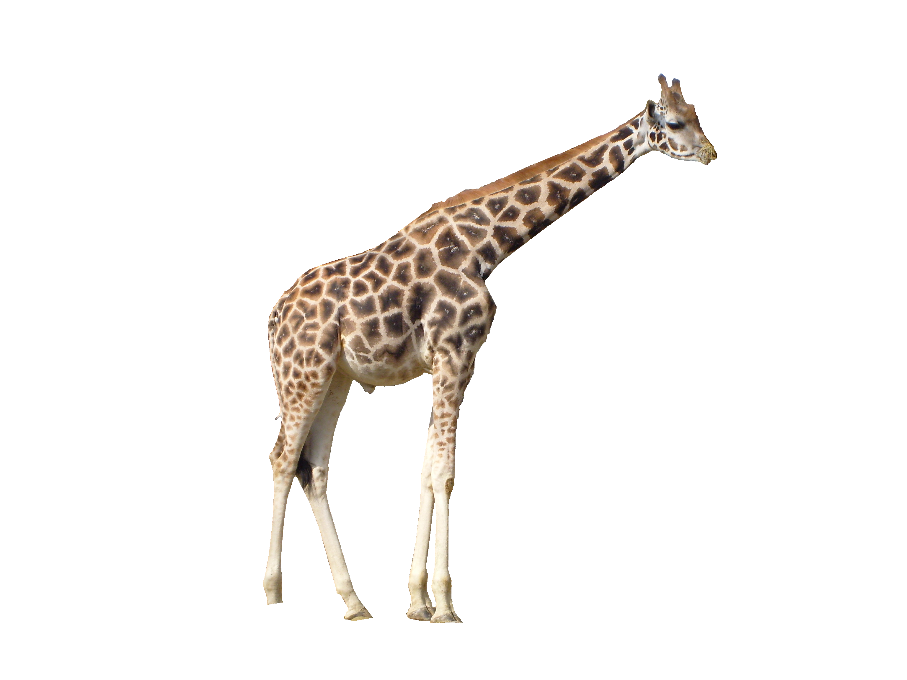 Giraffe Clipart Free Download Giraffe Transparent PNG Images