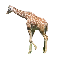 giraffe, about dom humdrum 24998