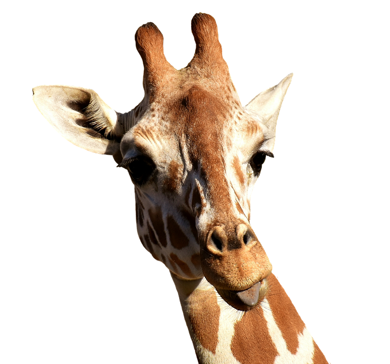 giraffe cheeky stick out tongue photo pixabay #24992