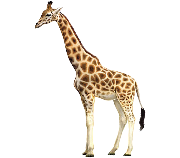 giraffe, class newsline scott #24961