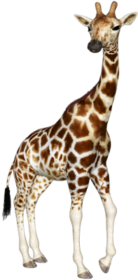 giraffe, clip art graphics #24965