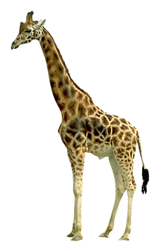 giraffe clipart png #24991