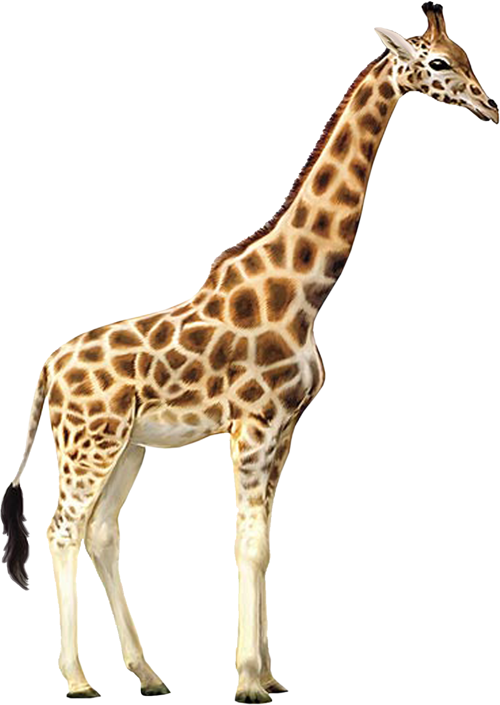 Giraffe Clipart Pngs Giraffe Clipart Pngs