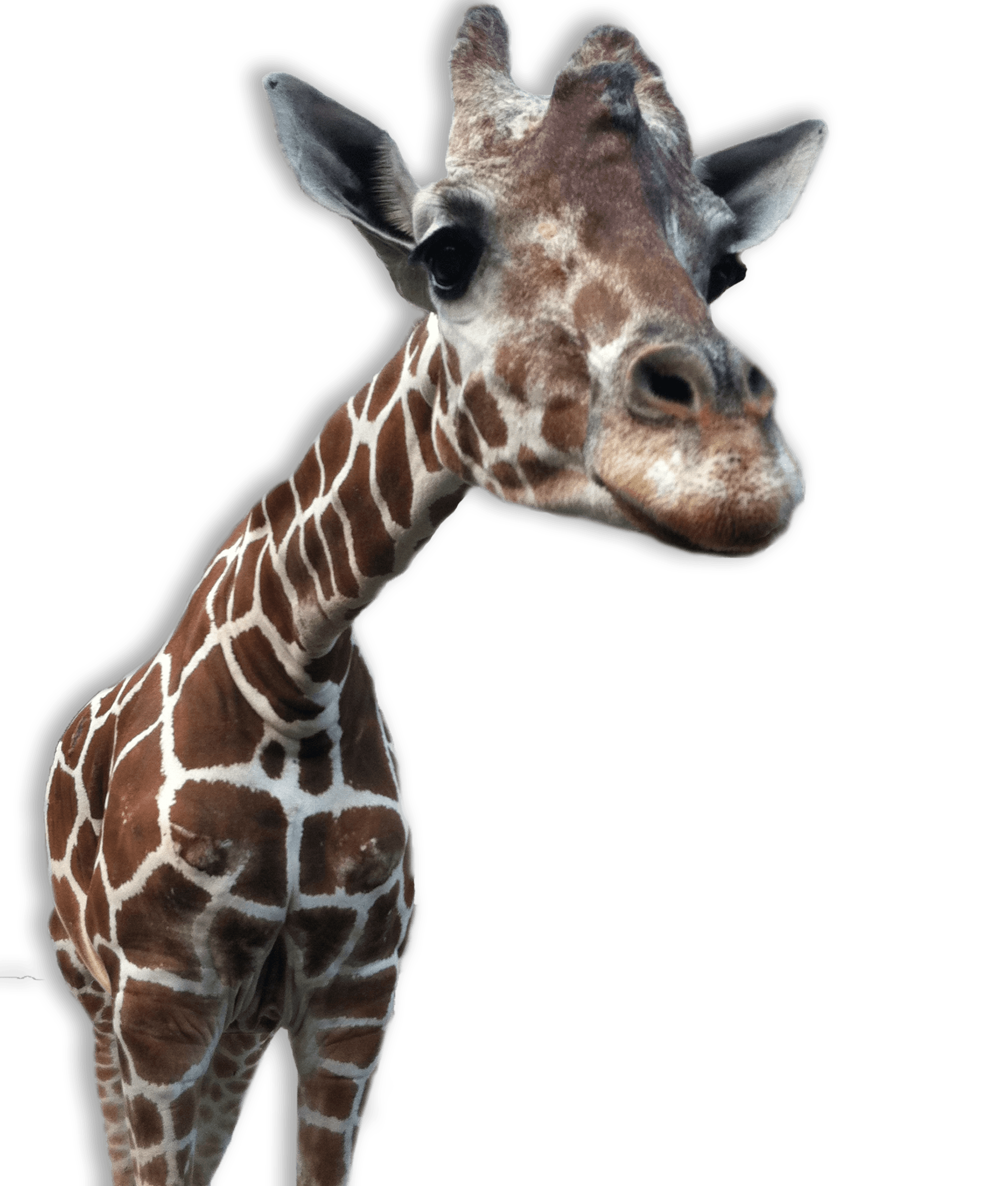 giraffe close transparent png stickpng #24990