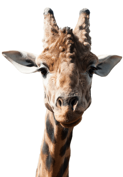 giraffe encounter national zoo aquarium #24997