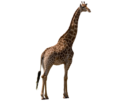 giraffe kindersay #24987