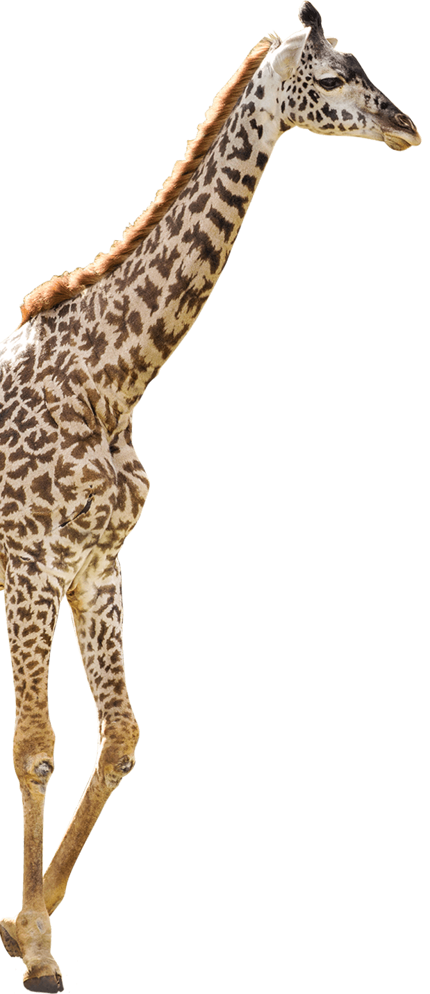 giraffe, nashville zoo grassmere nashville #24974