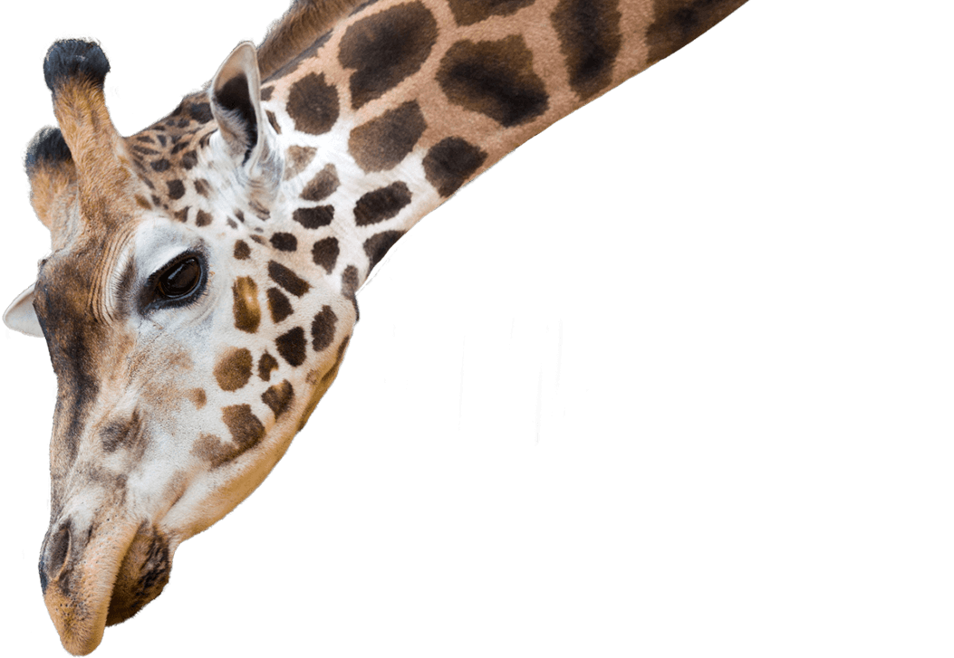 giraffe national zoo aquarium 24980