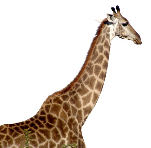 giraffe png image pngpix