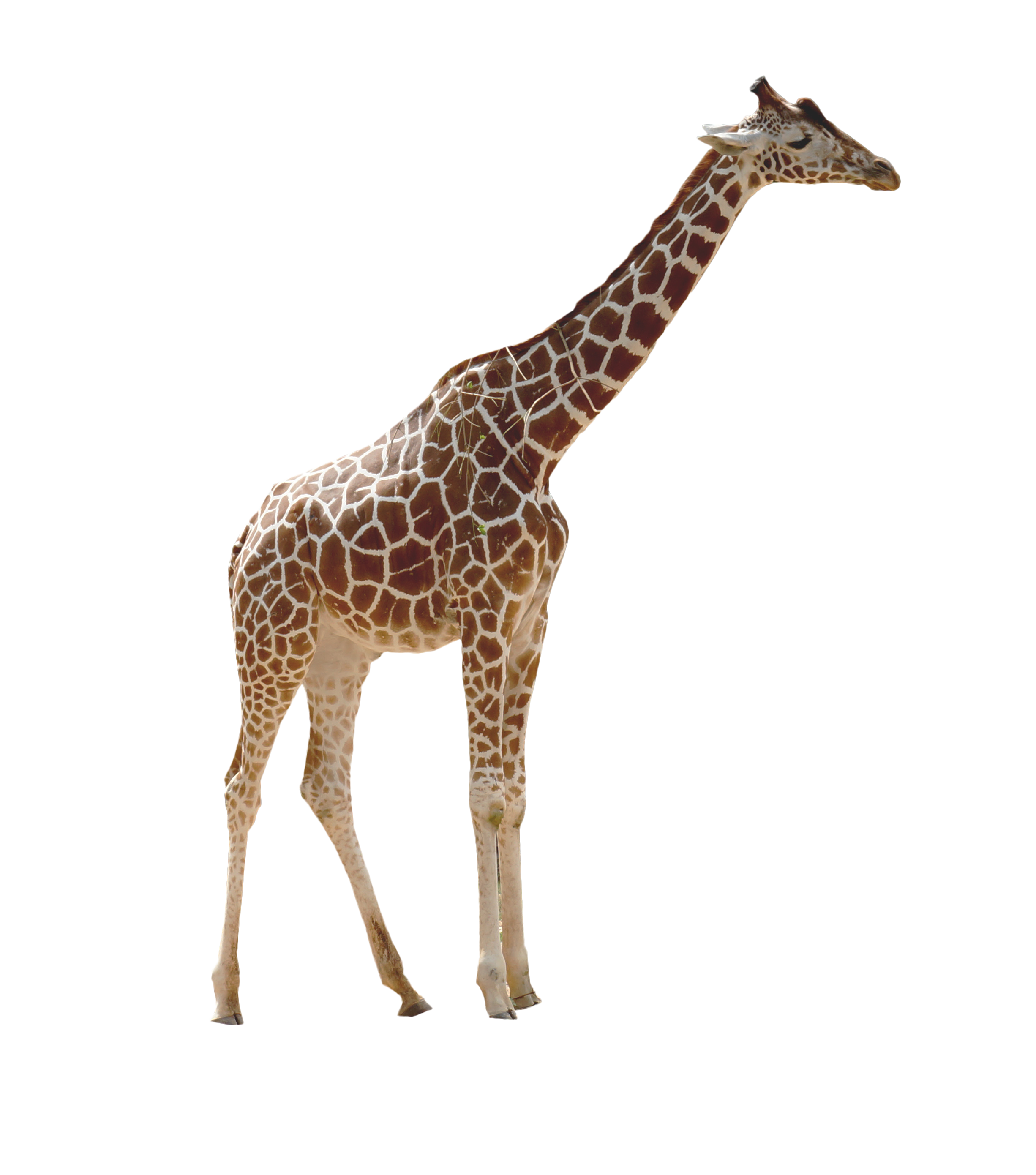 giraffe png image purepng transparent png 24977