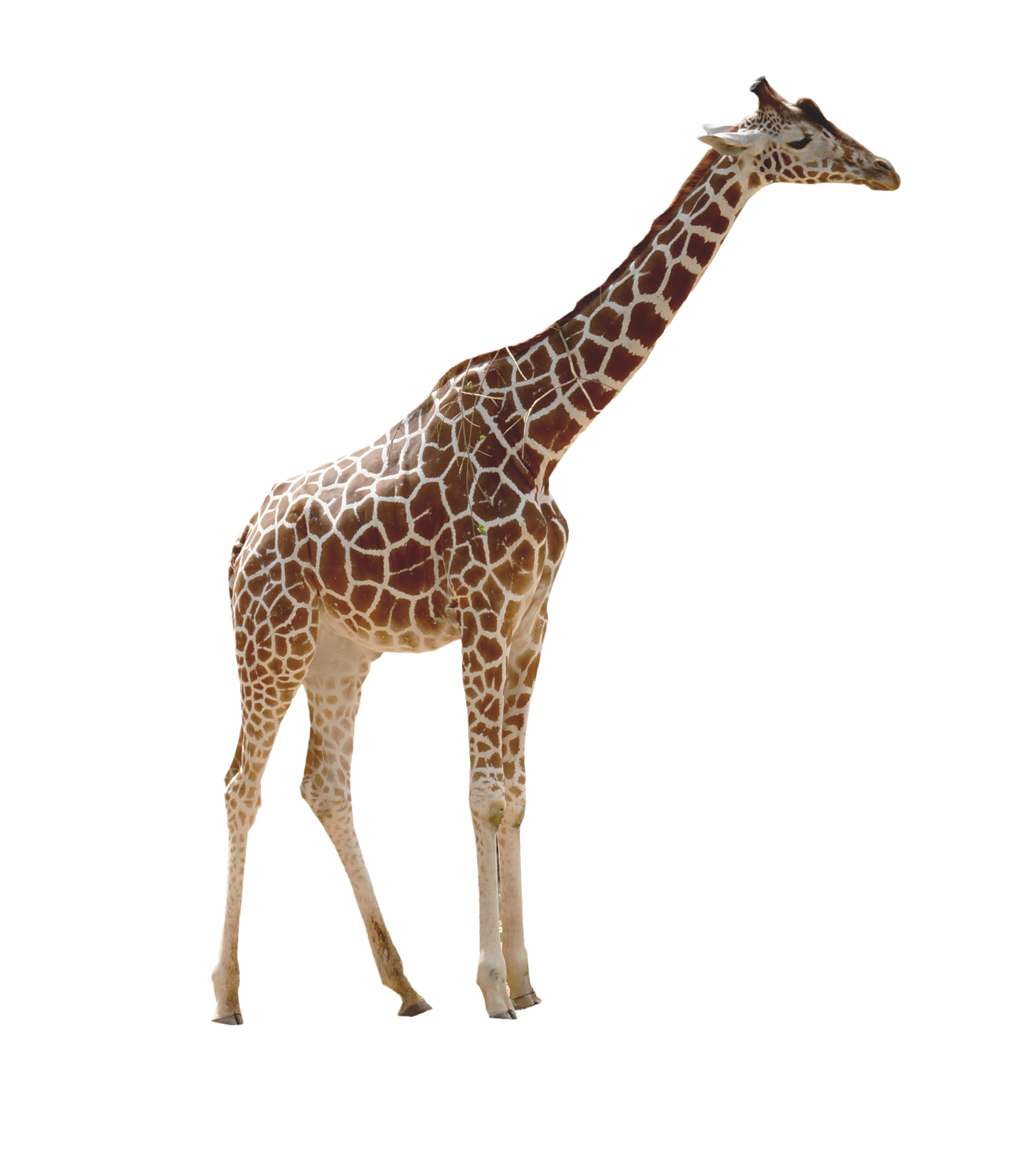 Giraffe Clipart Free Download Giraffe Transparent Png Images Free Transparent Png Logos