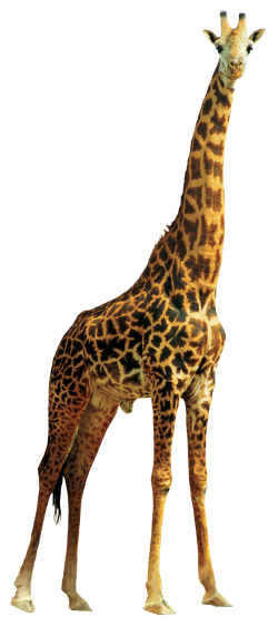 giraffe png images pngpix #24981
