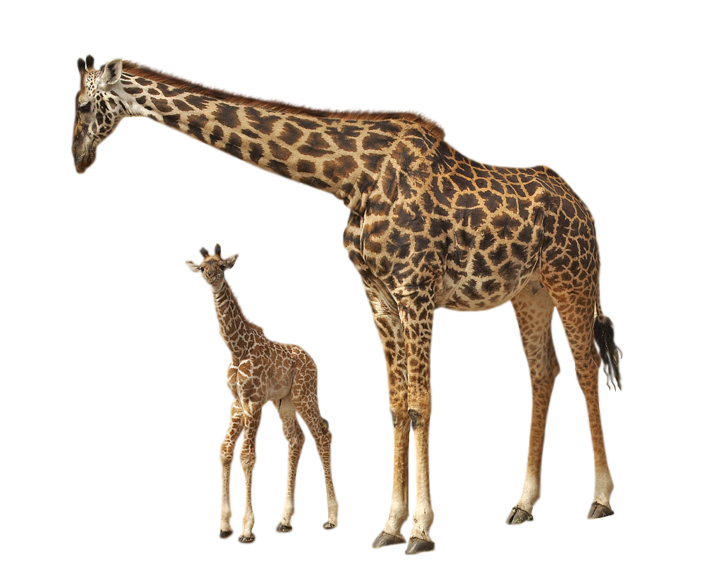 giraffe png kasirun hasibuan deviantart #24962