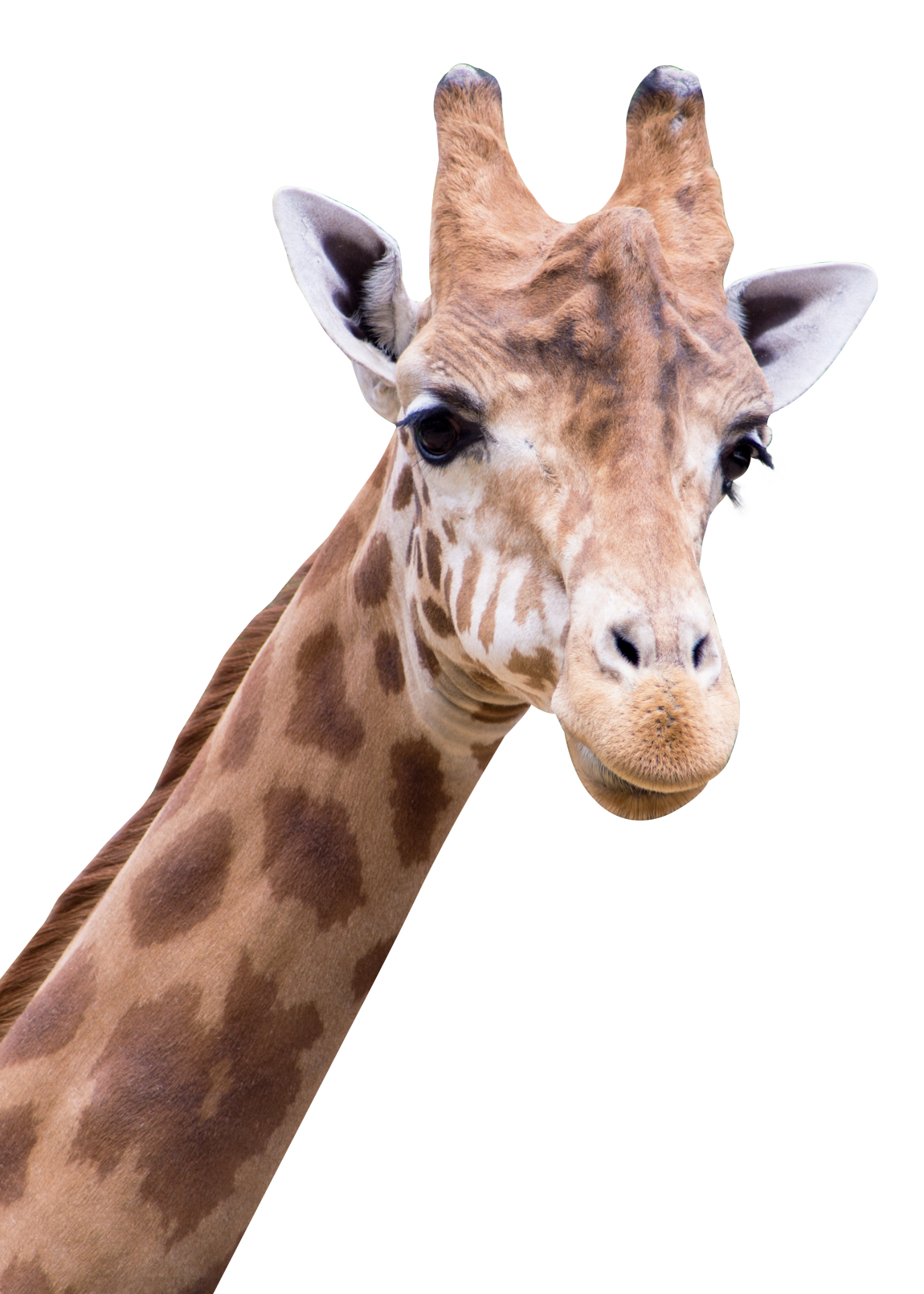 giraffe png transparent image 24955