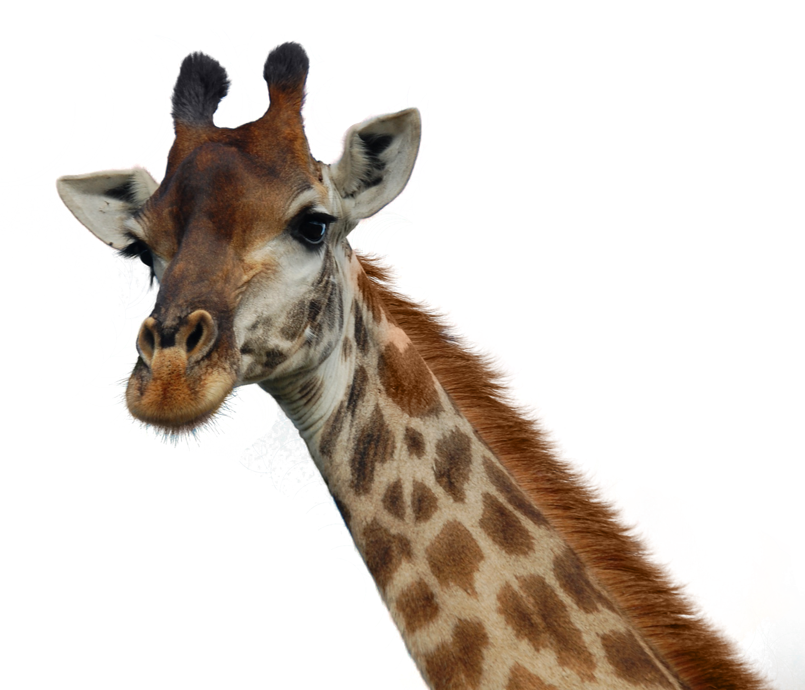 giraffe png transparent image pngpix #24976