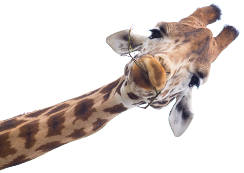 giraffe, safari niagara get closer one ontario favourite zoos #24994