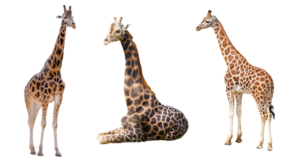 giraffe trio png chaseandlinda deviantart 24978