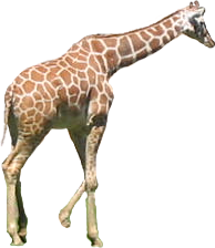 giraffe, tux paint stamp browser animals #24984