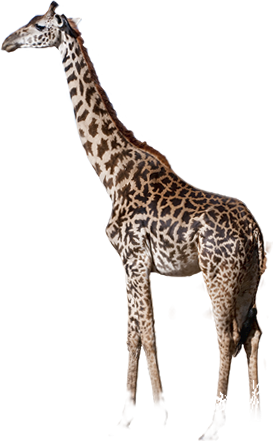 giraffe, what did elephant look like awf #24975