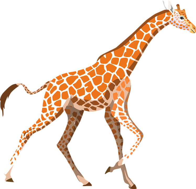 giraffe zoo animal vector graphic pixabay #24959