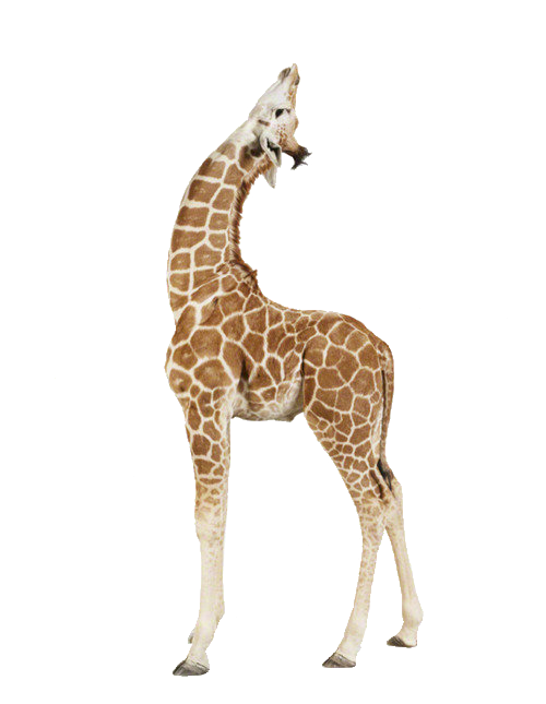 transparent giraffe tumblr 24983