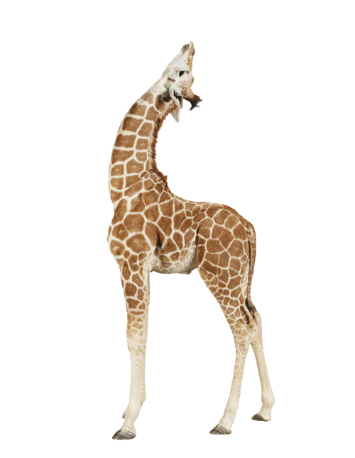 transparent giraffe tumblr #24983