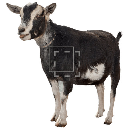 goat png images