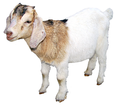 goat, animal clip art #16863