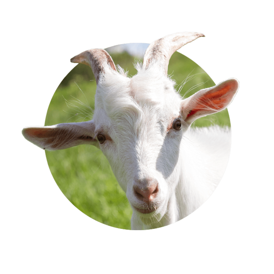 goat, banixx pet care remedy antifungal antibacterial spray #16837