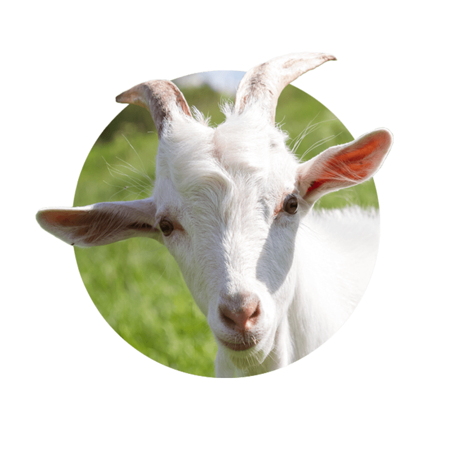 Free PNG Goat Transparent, White Goat, Baby Goat, Goats Clipart