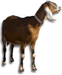 goat, camino las cabras 16853