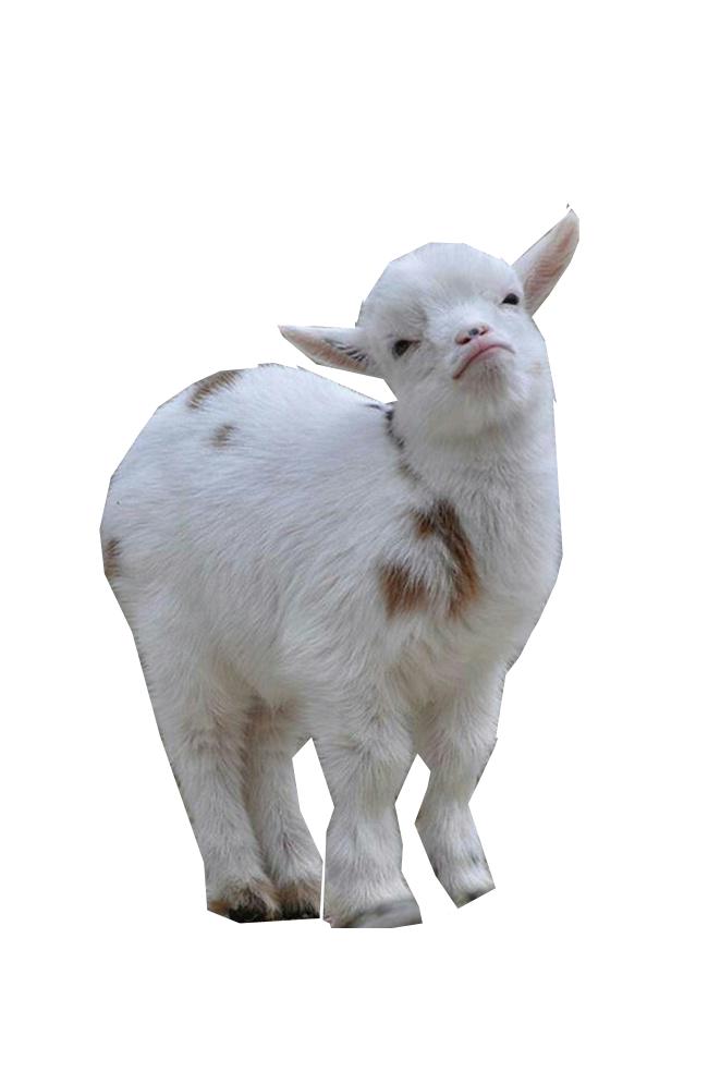 goat, goats 16873