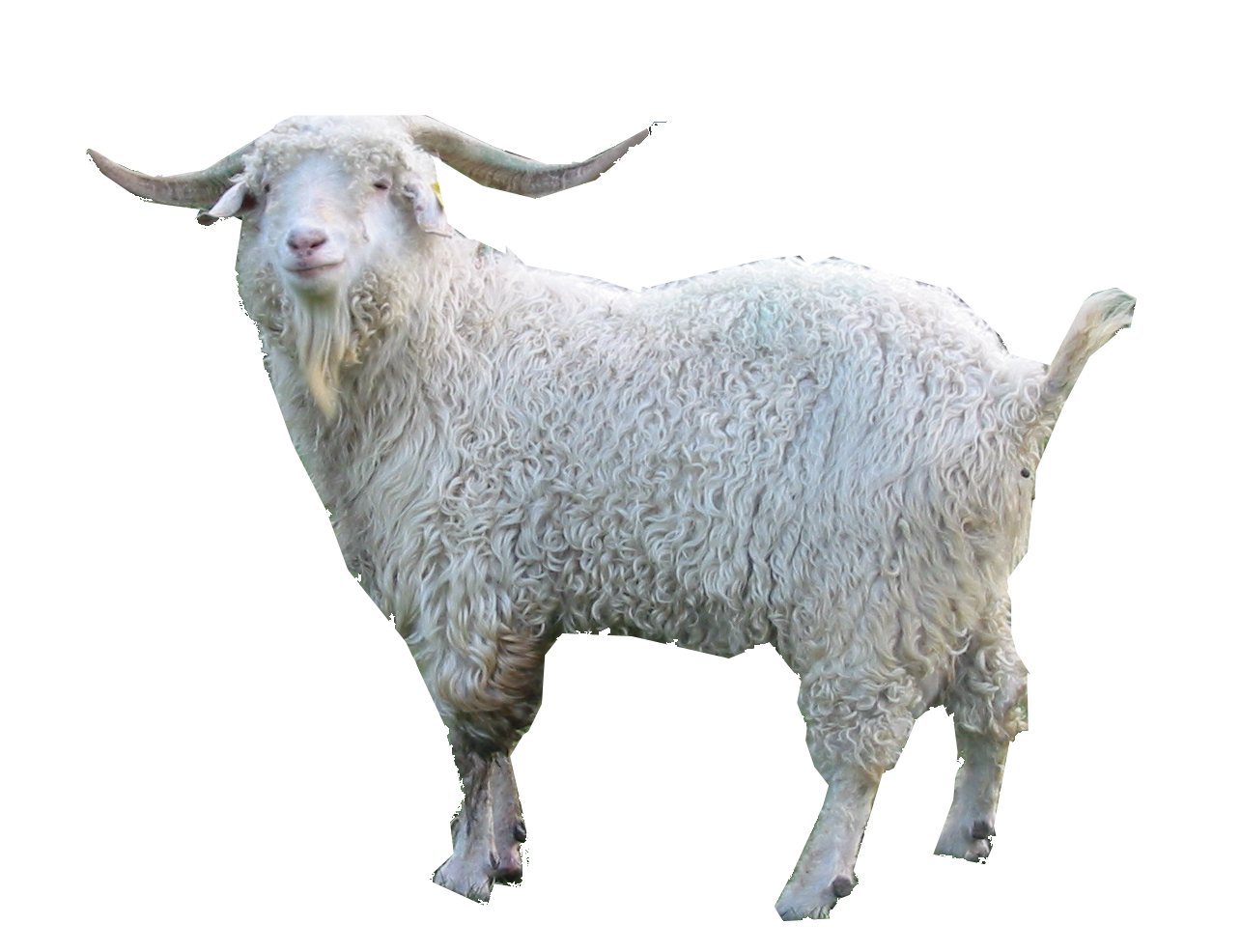 goat, goats #16878