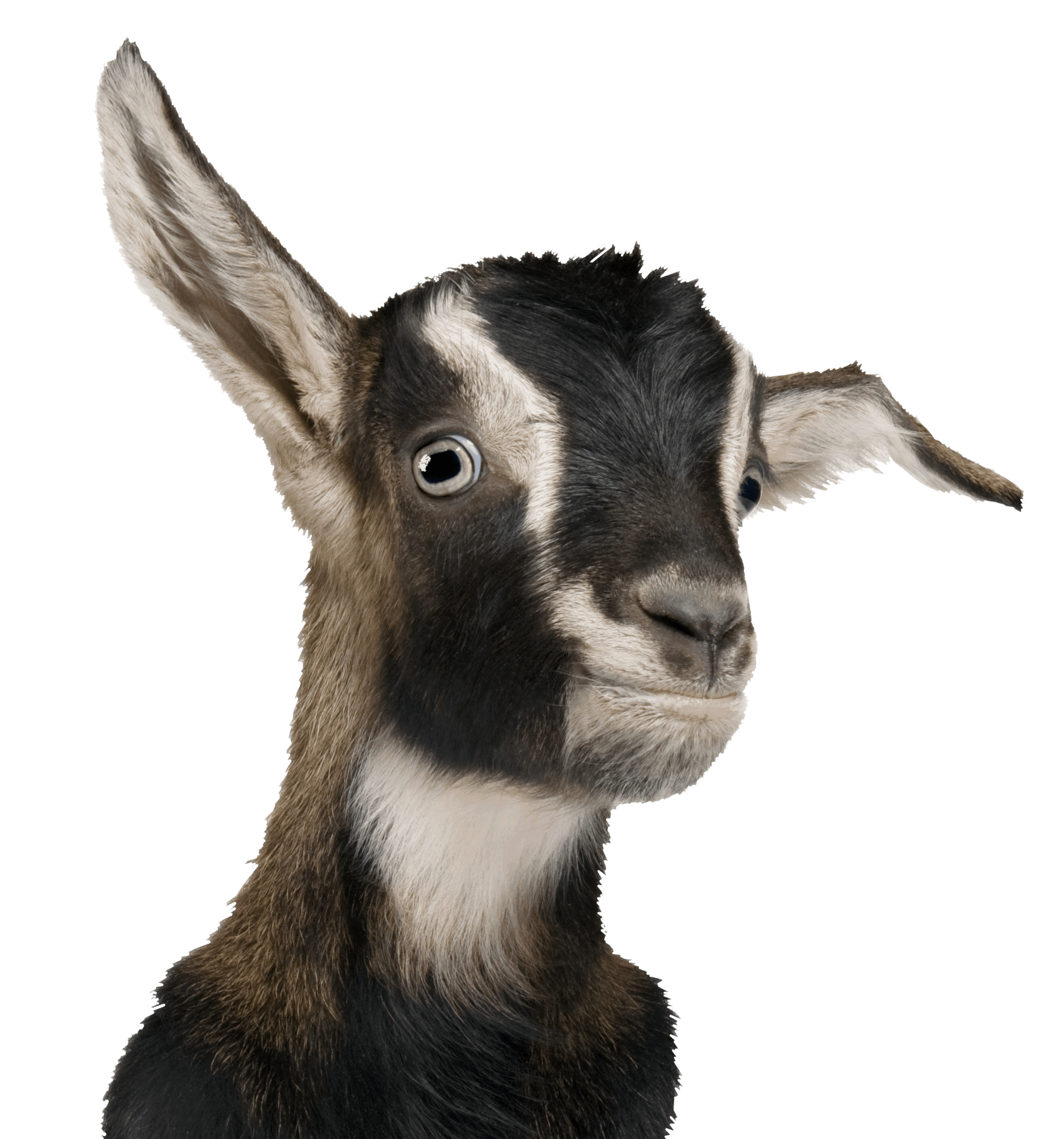 goat, goats adra gift catalog #16869