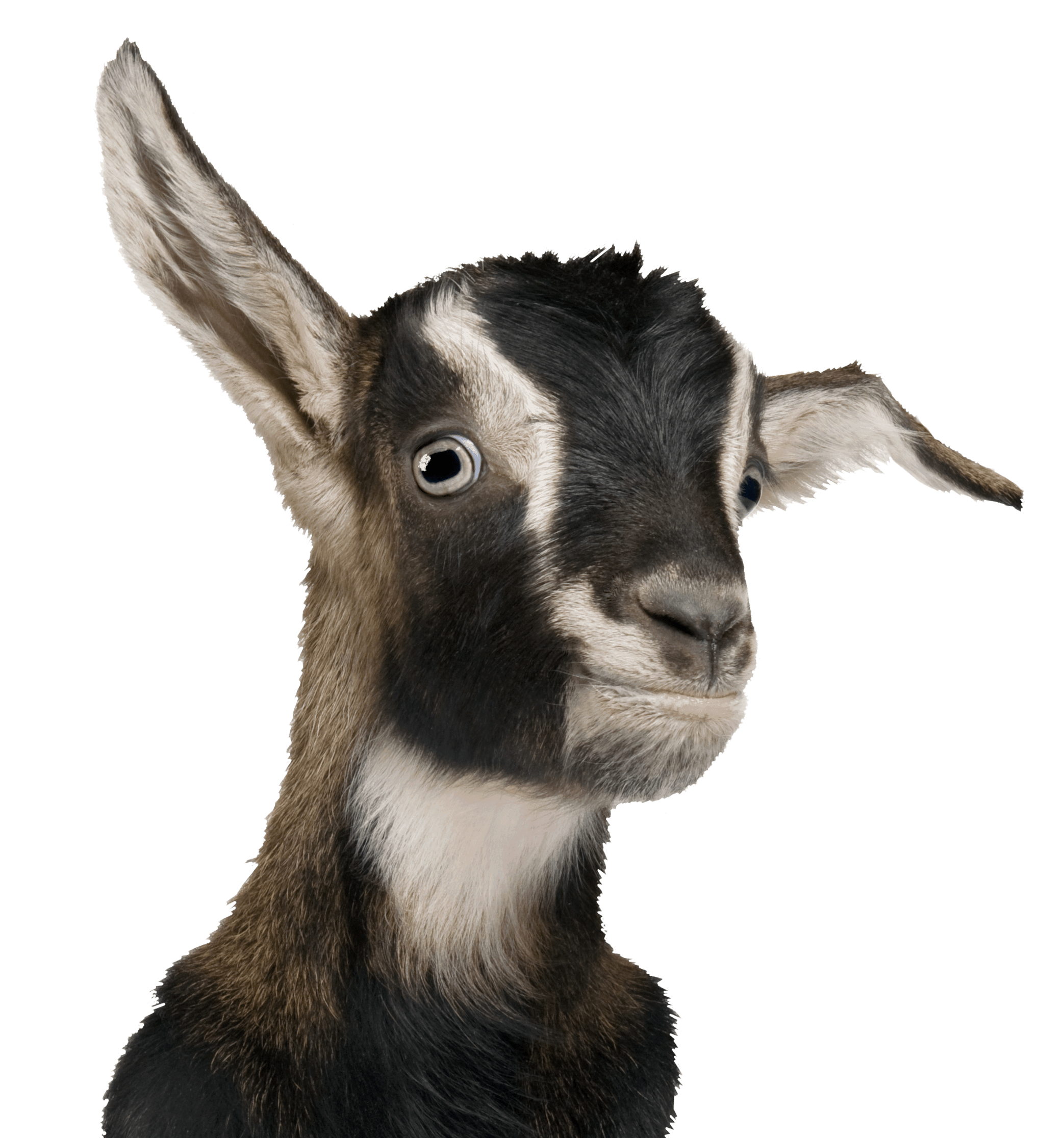 Free PNG Goat Transparent, White Goat, Baby Goat, Goats Clipart