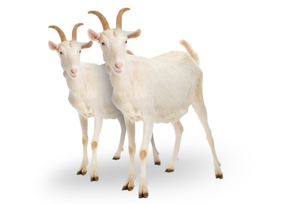 goat, goats save the children shop 16871