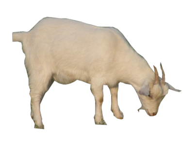 goat png images #16834