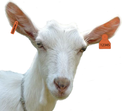 Free PNG Goat Transparent, White Goat, Baby Goat, Goats Clipart